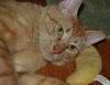 Ozzie *Video*