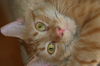 Ozzie *Video*