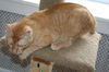 Ozzie *Video*