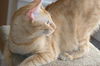 Ozzie *Video*