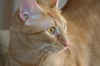Ozzie *Video*