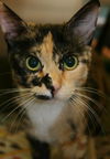 Mitzy