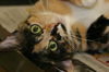 Mitzy