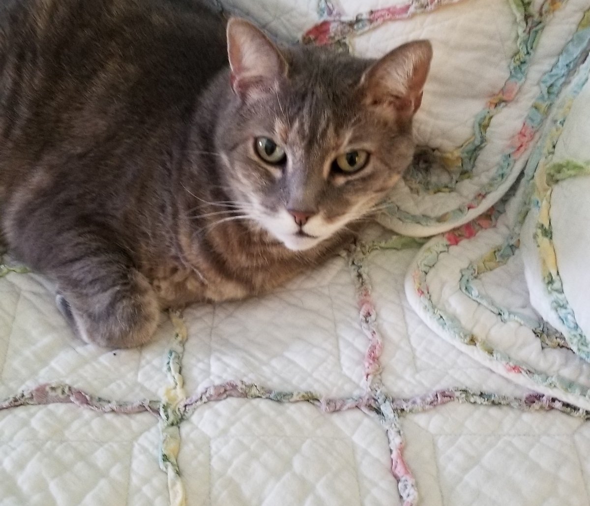 adoptable Cat in Philadelphia, PA named Sprite