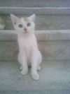 Bobby *Video*