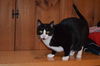 Woodrow