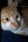 Sid