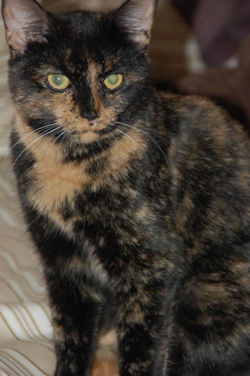 Tia