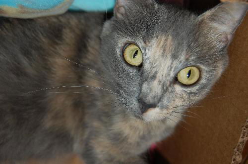 Little Debbie