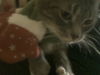 Holly