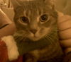 Holly