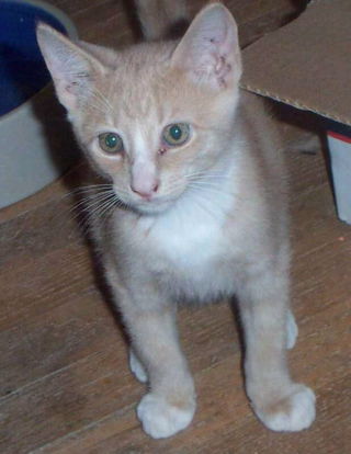 Dodger
