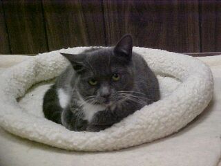 Gracie