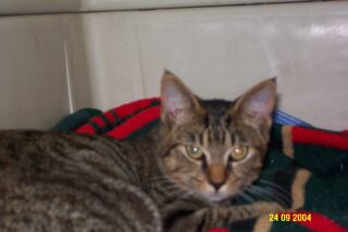 New Cat