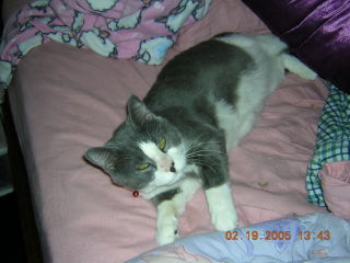 Rush/FIV positive