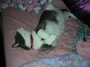 Rush/FIV positive
