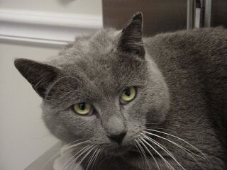 Grey Man/Fiv Pos