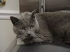Grey Man/Fiv Pos