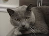 Grey Man/Fiv Pos
