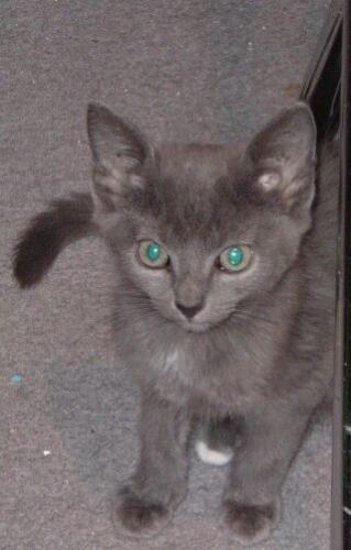 Auggie