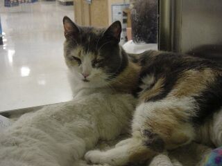 Dilute Calico