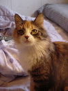 Dolly