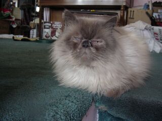 Frankie Blue Eyes/