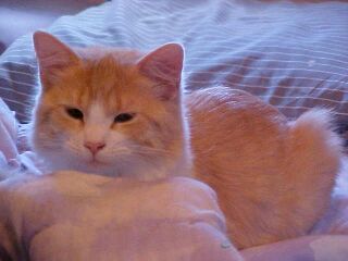 Harvey