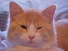 Harvey