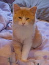 Harvey