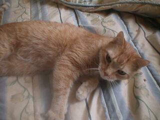 Jingles