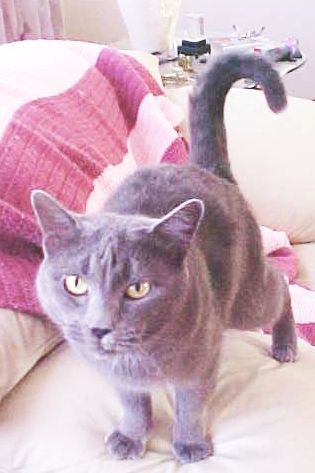 Lila