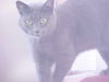 Lila