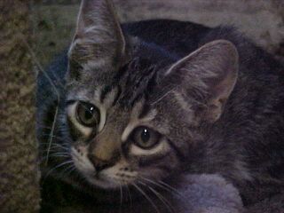Lillibelle