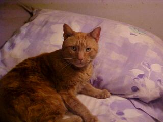 Mishu