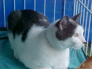 Mr Kitty