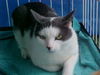 Mr Kitty