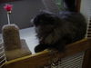 Mr Sophie