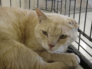 Prince Charlie