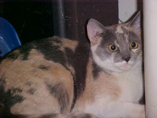 Sheba