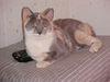 Sheba