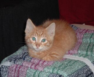 Simon