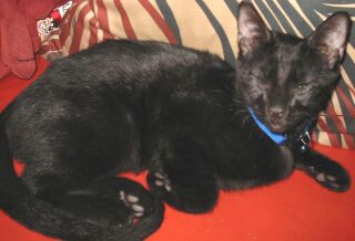 Willie Kitten