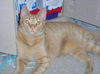 Simba