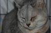 Silver *declawed*