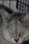 Silver *declawed*