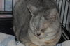 Silver *declawed*