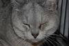 Silver *declawed*