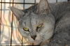 Silver *declawed*
