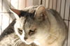 Silver *declawed*
